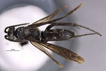 Media type: image;   Entomology 17113 Aspect: habitus dorsal view